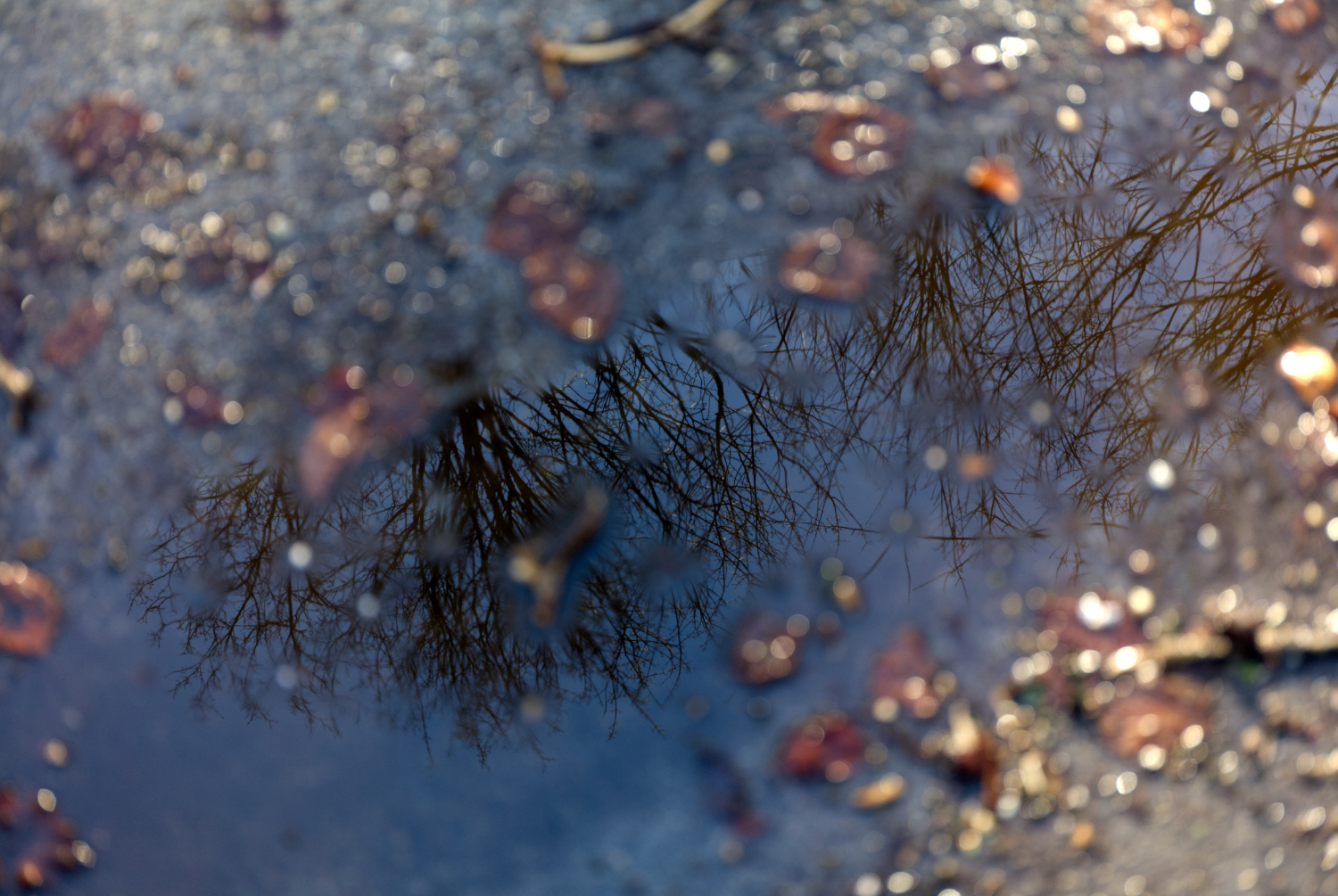 Am Wegesrand 28.01.2025