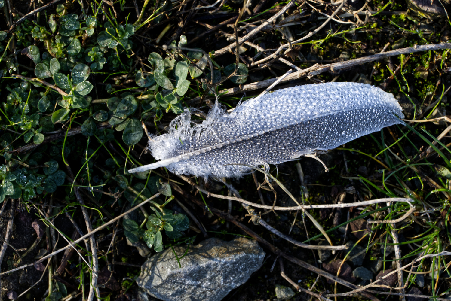 Am Wegesrand 04.11.2024