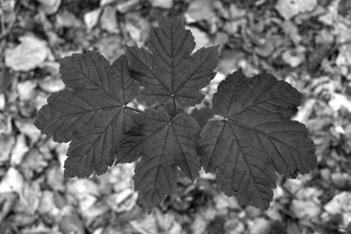 Am Wegesrand 16.04.2025