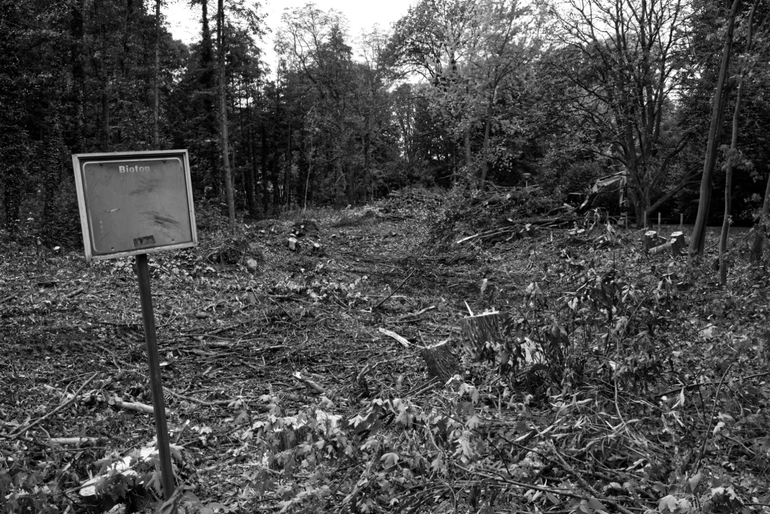 Schwarzweißfoto im Querformat, das den Blick auf eine frisch gerodete Lichtung zeigt. Links im Bild ein altes Schild auf dem man gerade noch das Wort "Biotop" lesen kann.