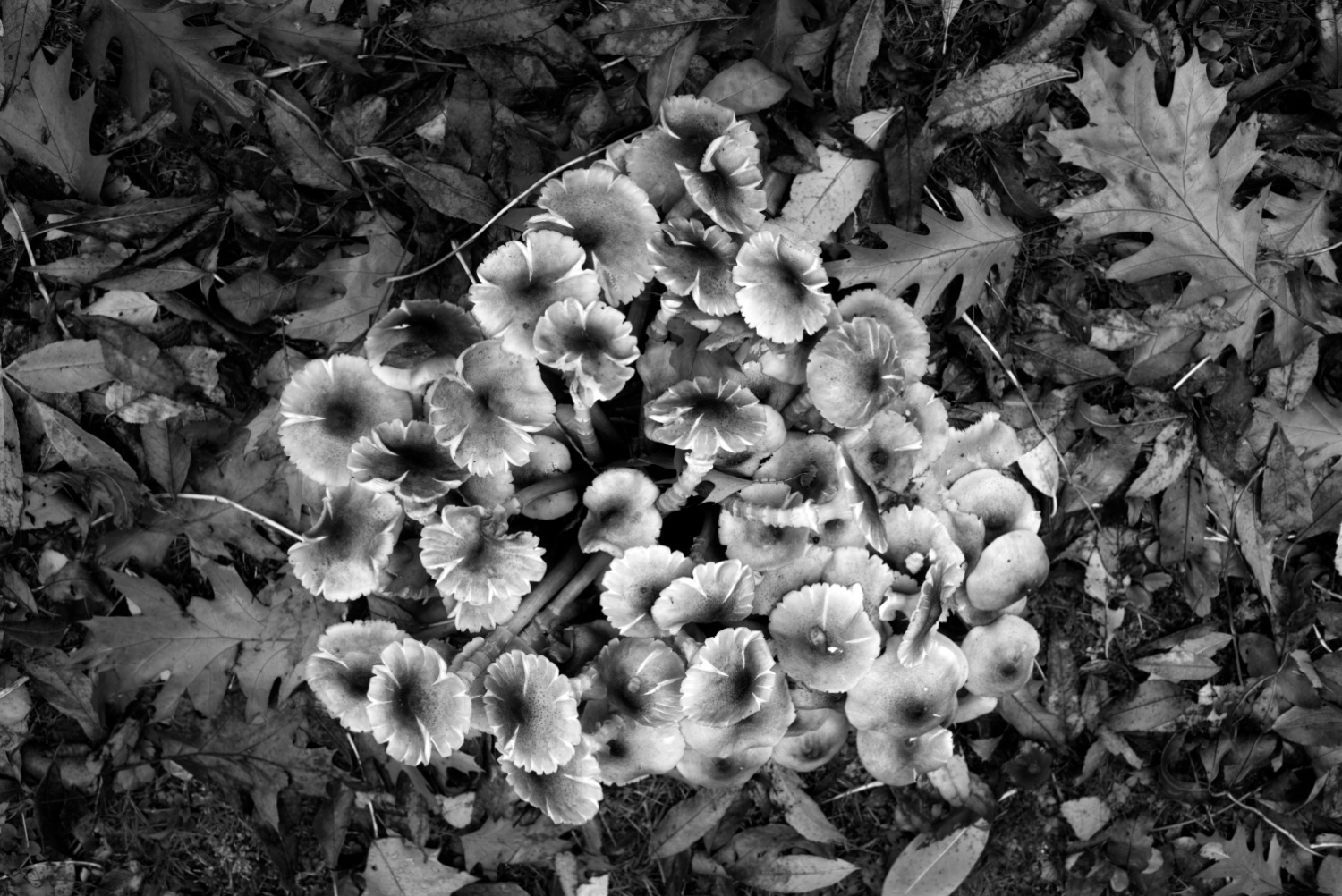 Schwarzweißfoto im Querformat, das einen Haufen Pilze zeigt.