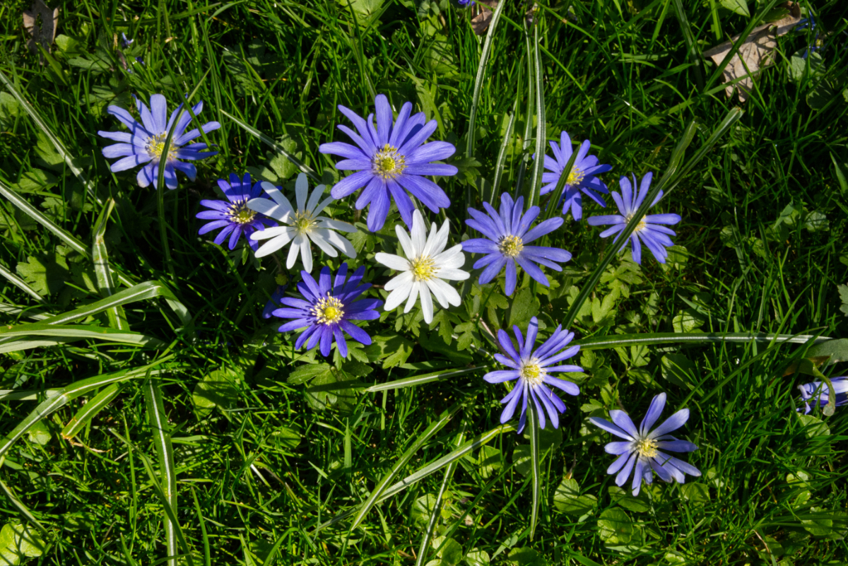 Am Wegesrand 12.04.2025